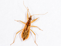 Nabis rugosus